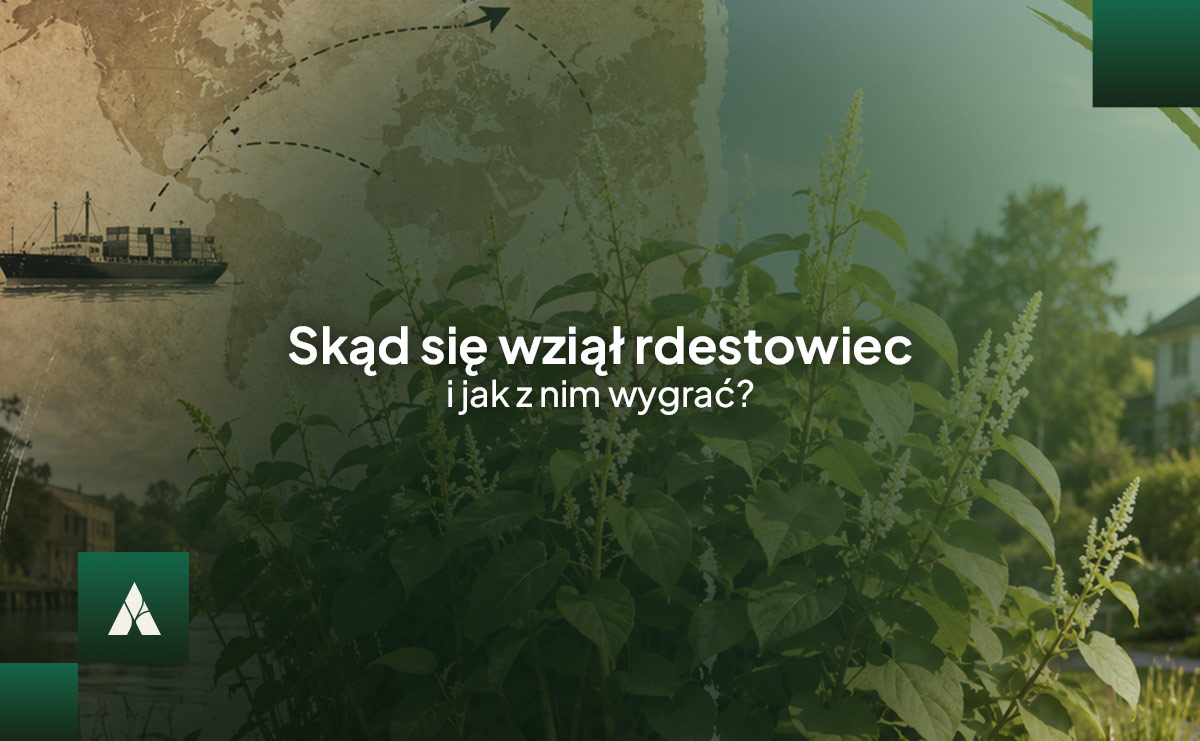 Skąd się wziął rdestowiec i jak z nim wygrać?