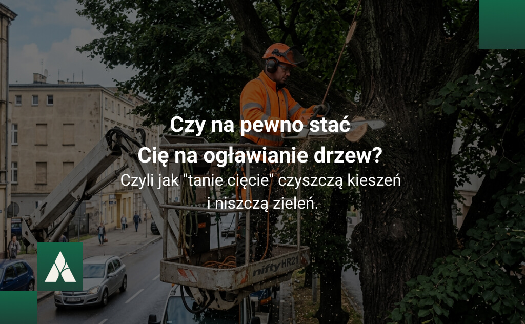 Czy na pewno stać Cię na ogławianie drzew? Czyli jak „tanie cięcie” czyszczą kieszeń i niszczą zieleń.