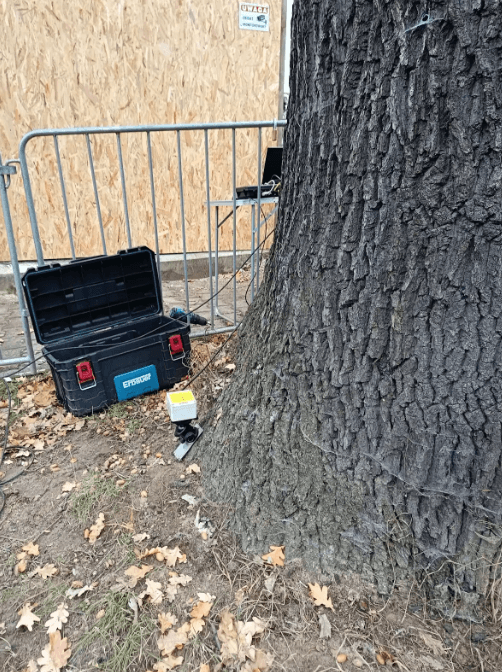 Diagnostyka statyki drzewa – pomiar i ocena stanu zdrowotnego dużego dębu miejskiego przy użyciu specjalistycznego sprzętu podczas ekspertyzy dendrologicznej.