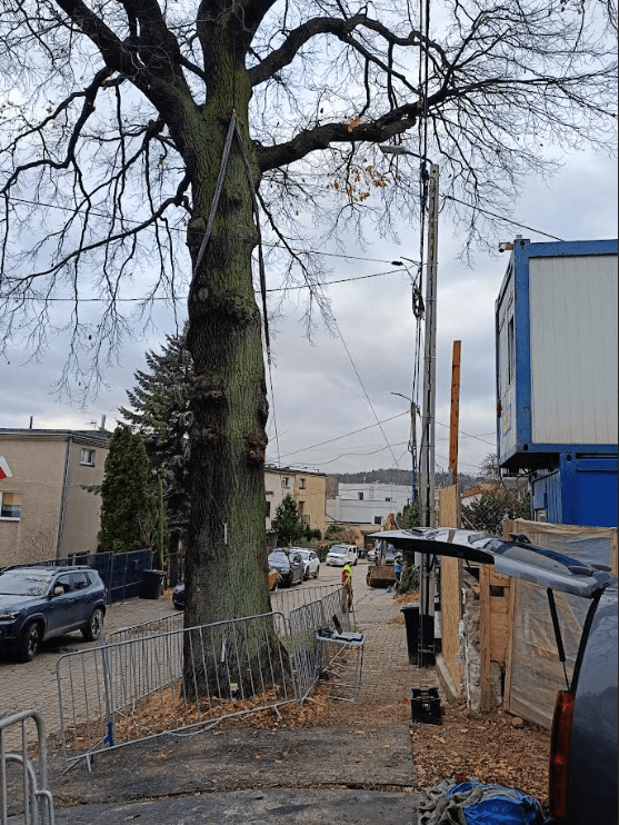 Sprzęt pomiarowy i czujniki rozmieszczone wokół drzewa podczas ekspertyzy dendrologicznej – badanie stabilności systemu korzeniowego.