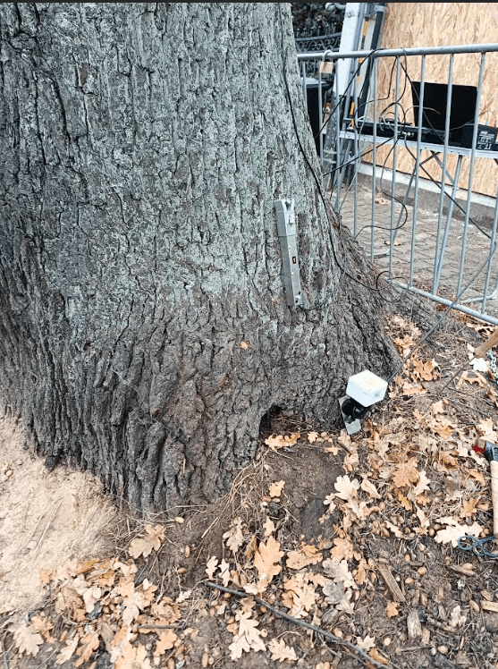 Badanie drzewa w terenie – montaż czujników i urządzeń pomiarowych do oceny stanu zdrowotnego dużego drzewa metodą VTA i tomografii akustycznej.